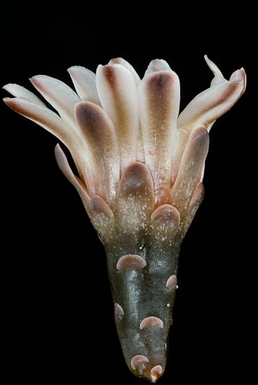 Gymnocalycium bodenbenderianum
